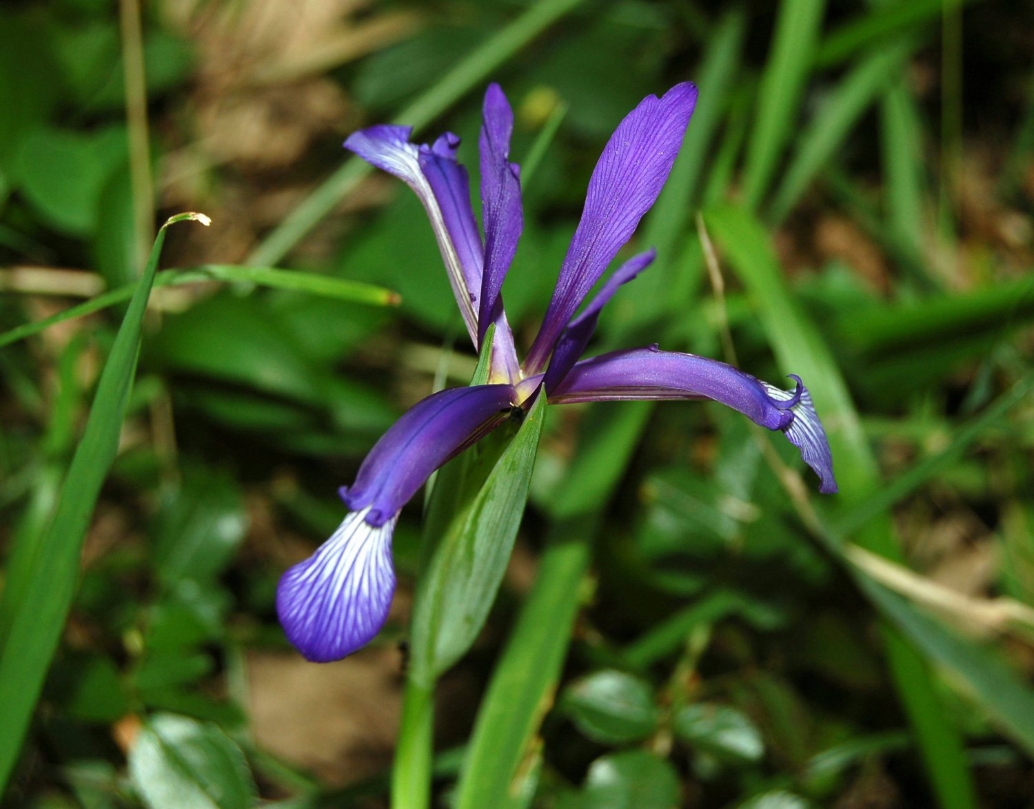 Iris lorea (=collina) / Giaggiolo meridionale